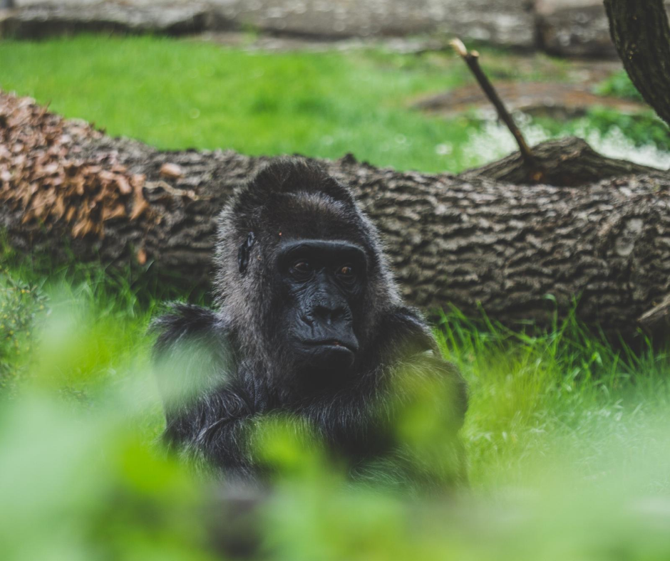 gorilla-in-the-berlin-zoo
