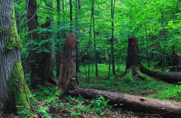 Bialowieza Forest