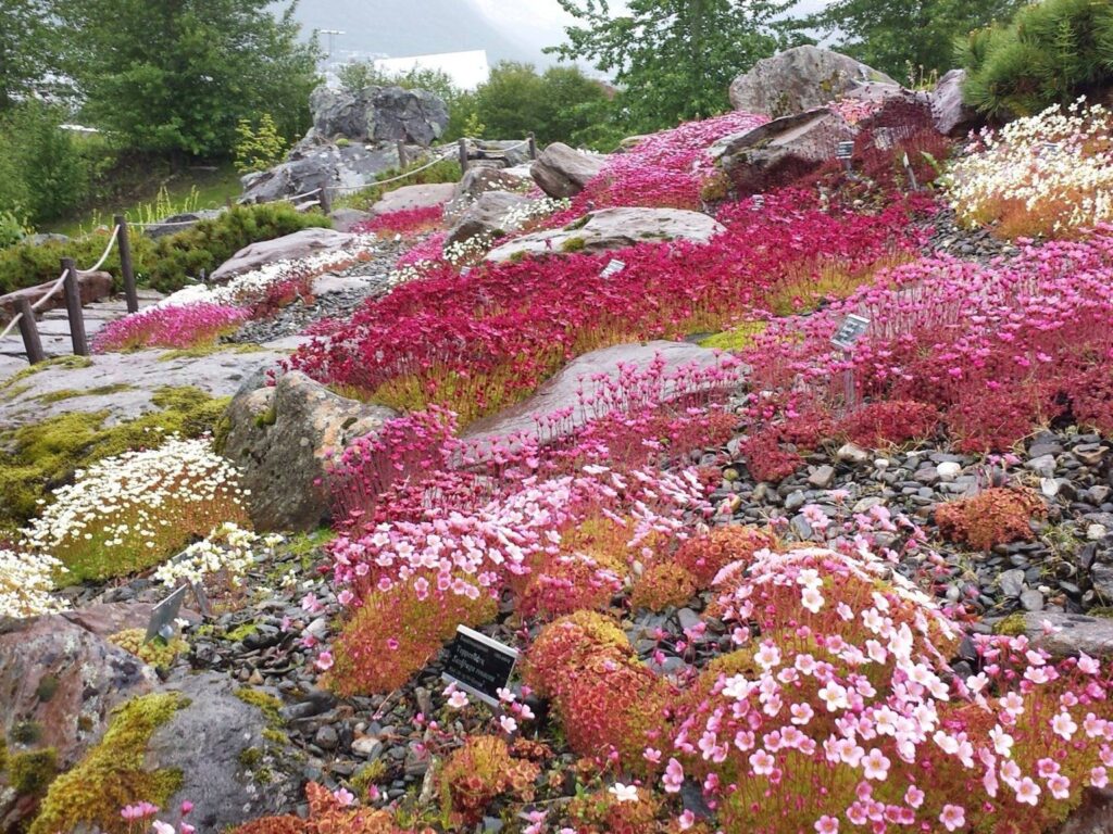 Arctic-Alpine Botanical Garden